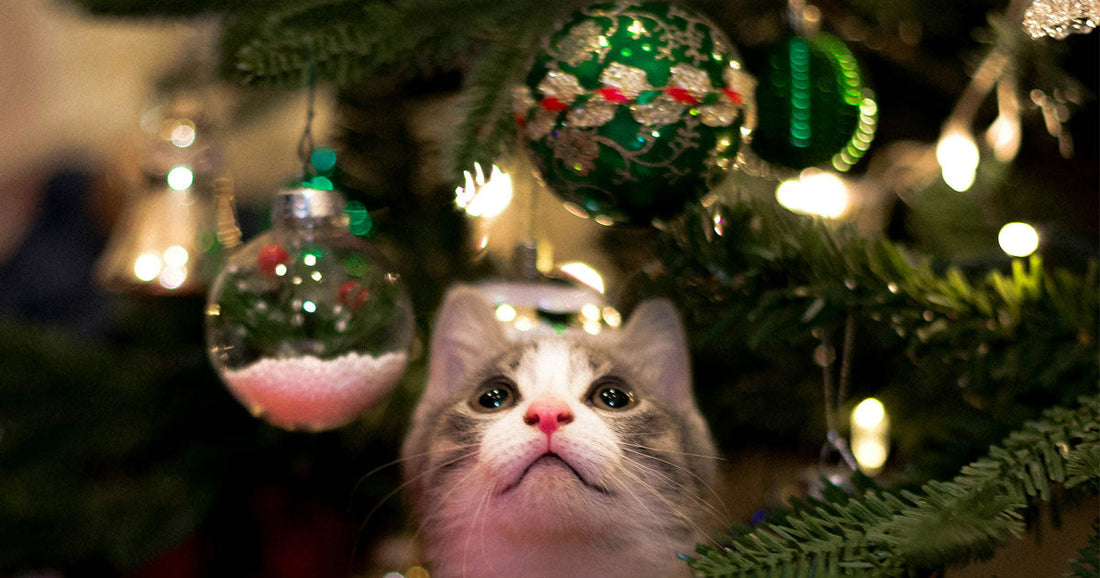 A Cat Owner’s Guide to a Purr-fectly Safe Christmas Tree