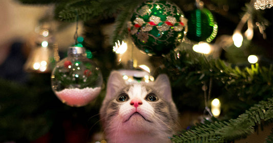 A Cat Owner’s Guide to a Purr-fectly Safe Christmas Tree